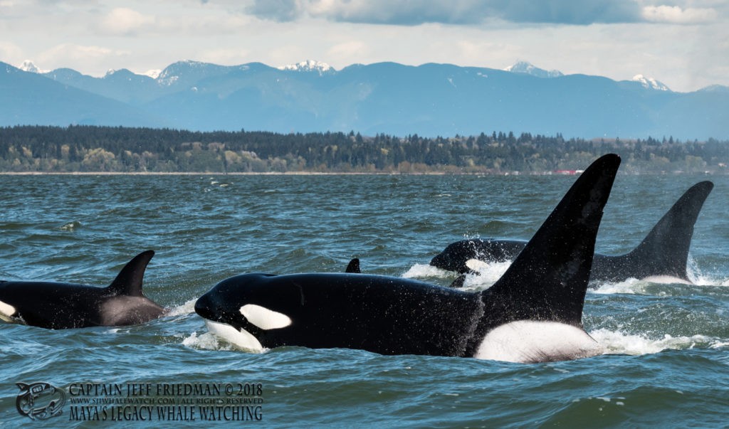 Orca families T100s and T123s near Vancouver