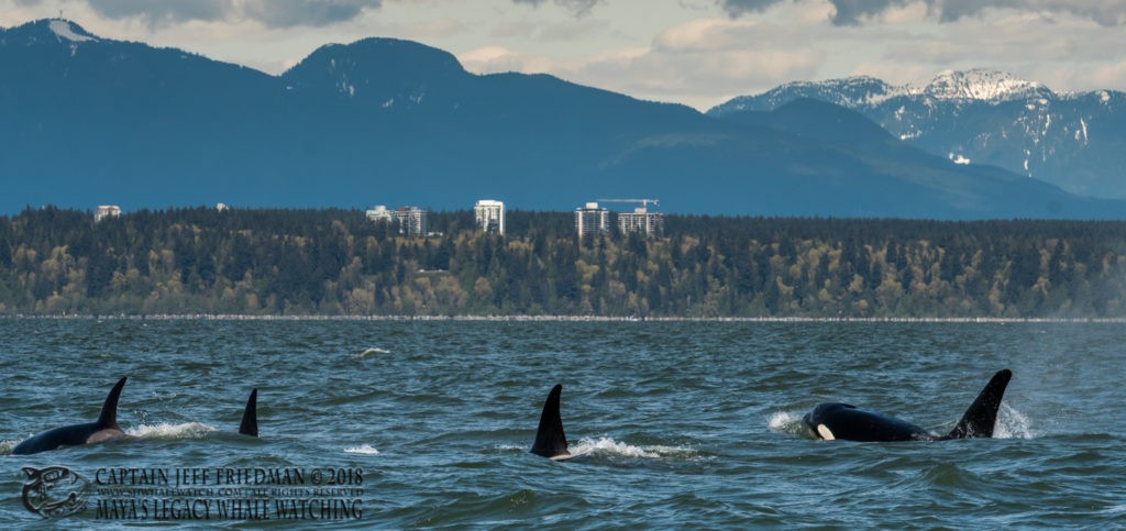 Orcas T100's and T123s near Vancouver BC