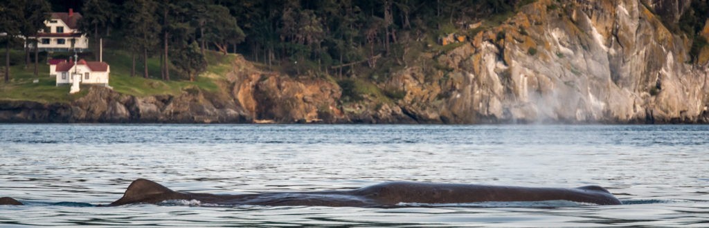 first sperm whale in san juan islands