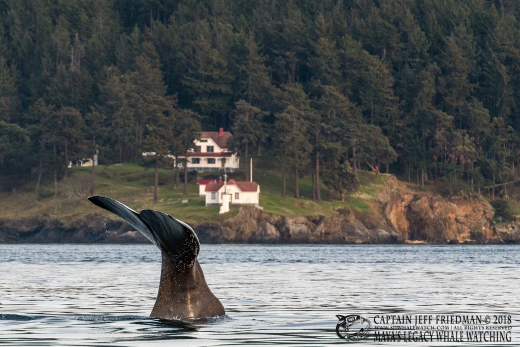 Fluking sperm whale at turn point lighthouse, haro strait