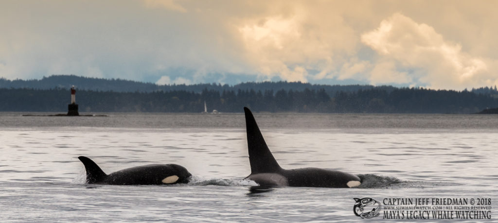 Bigg's orca brothers