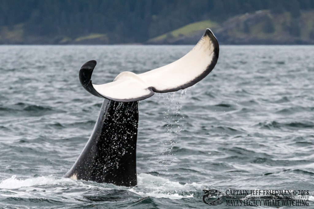 bigg's orca T49A1