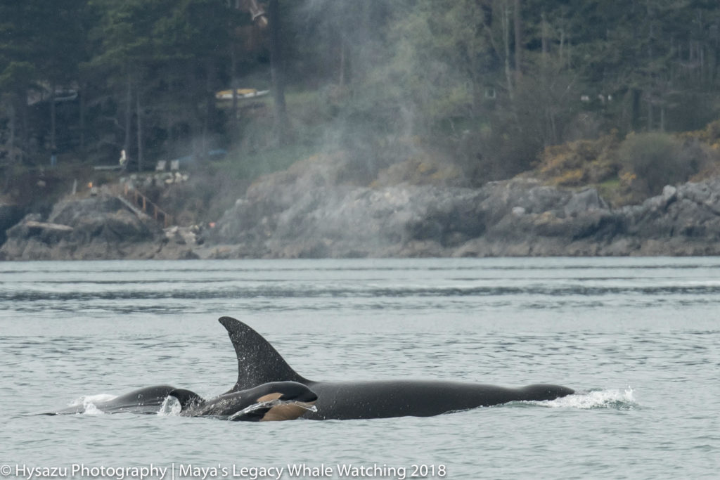 Bigg's orca calf