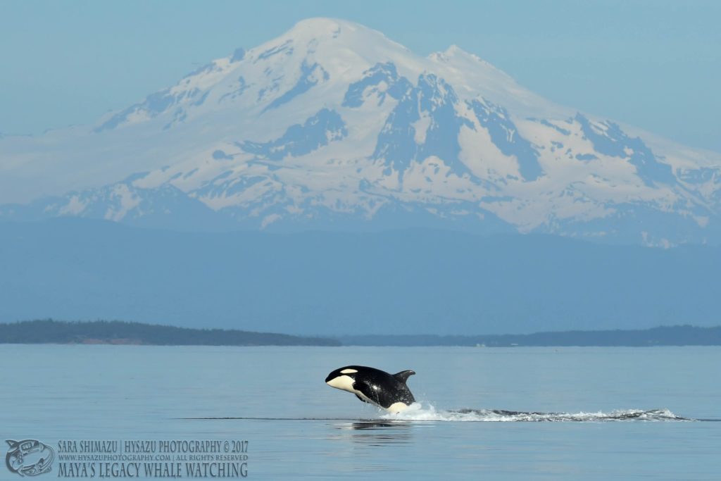 Bigg's Orcas with Mt Baker
