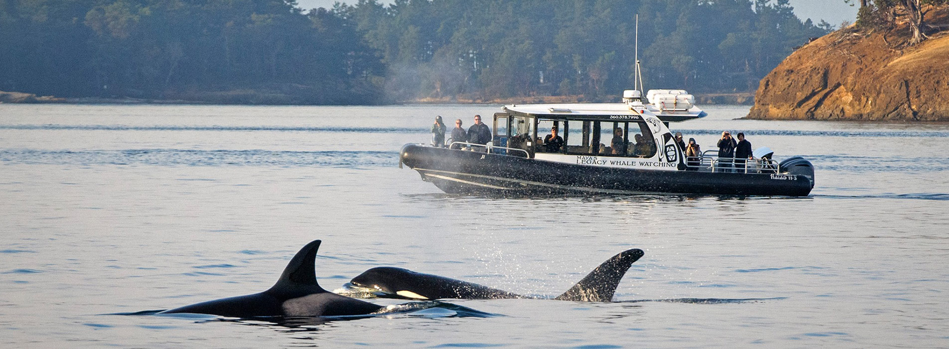 Whale Watching Tours San Juan Island - Maya's Legacy