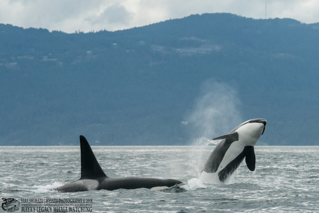 Orca family reunion T49A1 and T49A3
