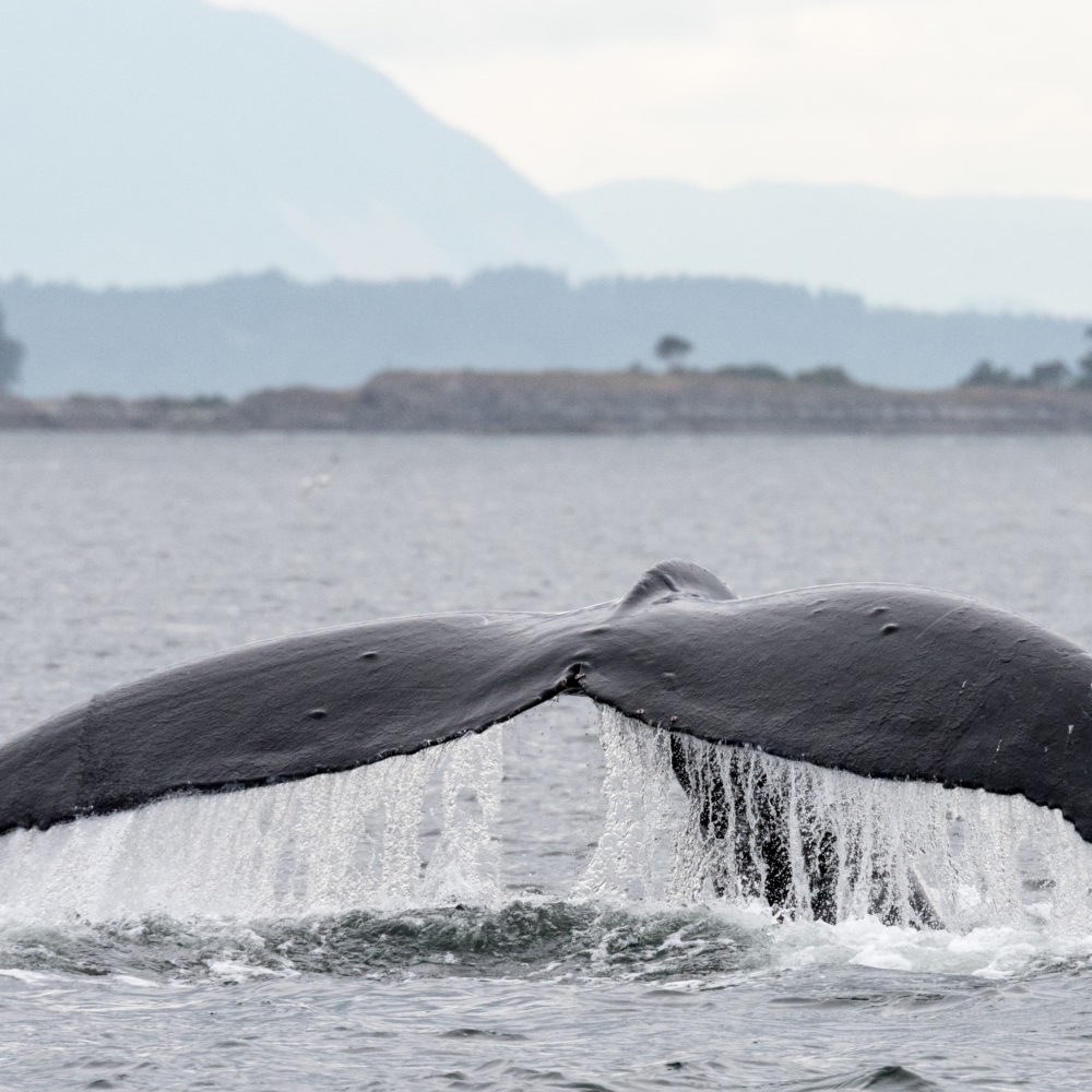 Maya's Legacy Whale Watching Friday Harbor, San Juan Island