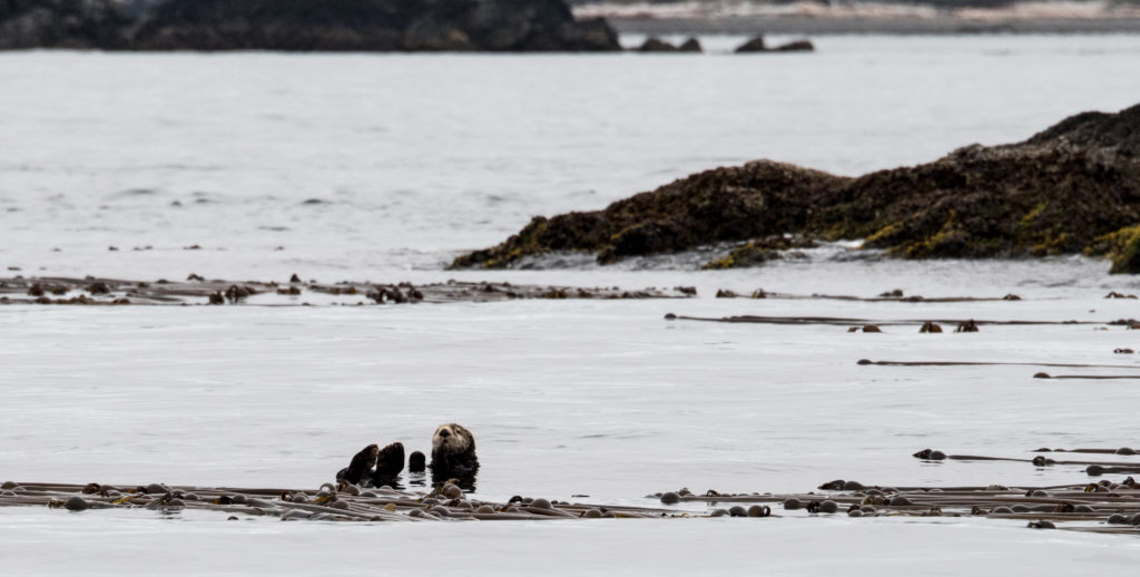 sea otter in kelp