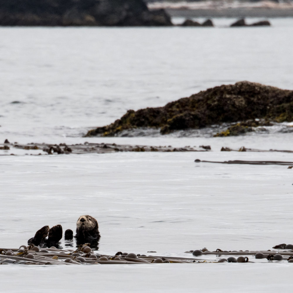 Whale Watching Friday Harbor San Juan Island