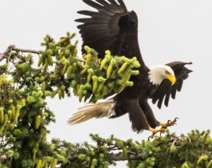 Bald eagle landing on tree in the San Juan Islands