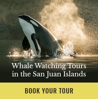 Book your whale watching tour now