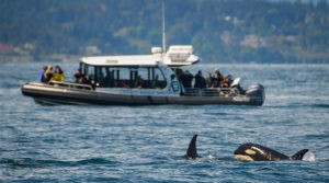 Whales on a tour of the San Juan Islands