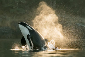 Orca Whale Breaching