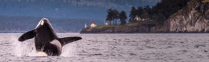 San Juan Islands orca breach