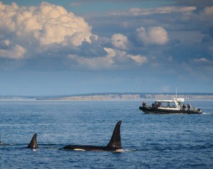 San Juan Islands whale watching tour with Maya's Legacy Whale Watching