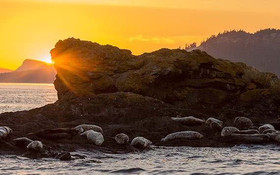 Seals on Rocks in the San Juan Islands