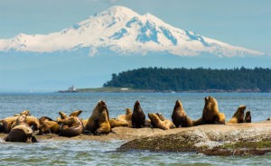Seals on rocks with Mt Baker in the background