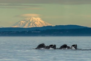 Whales in the San Juan Islands