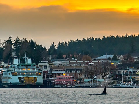 Orca visiting the port of Friday Harbor