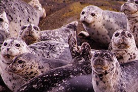 Harbor seals in the San Juan Islands