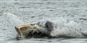 Minke whale eating fish