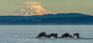 Mt Baker and whales