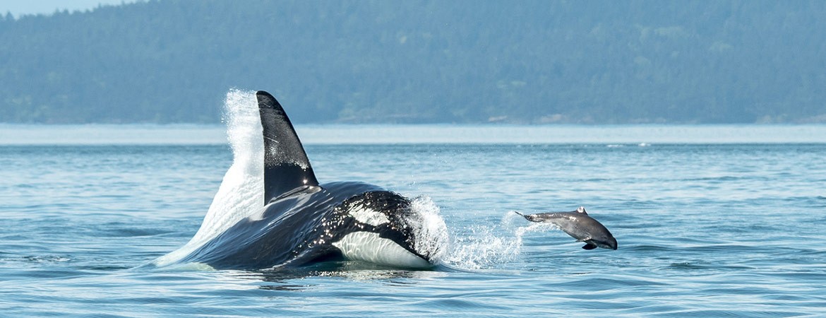 Orcas Chasing