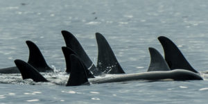 Orcas dorsal fins