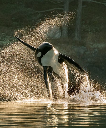 Orca breaching