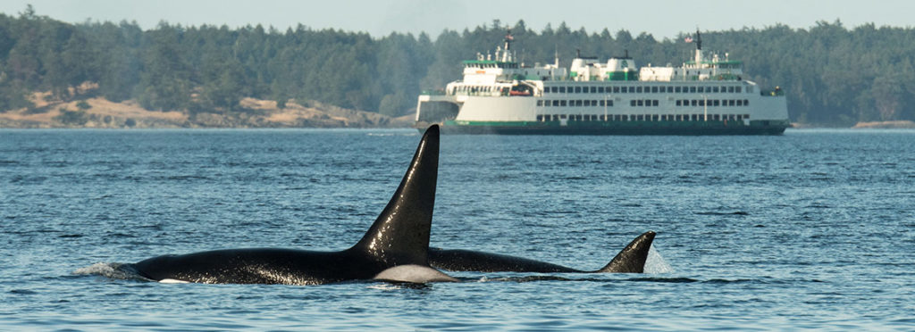 Whale Watching In The San Juan Islands - Maya's Legacy Whale Watching