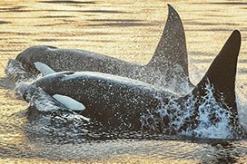 Orcas at sunset