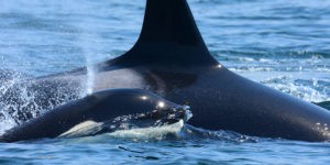 Orcas surfacing