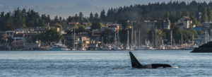 Orca whale at Friday Harbor
