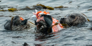 Sea lions eating salmon