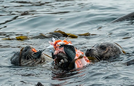 Seal eating salmon