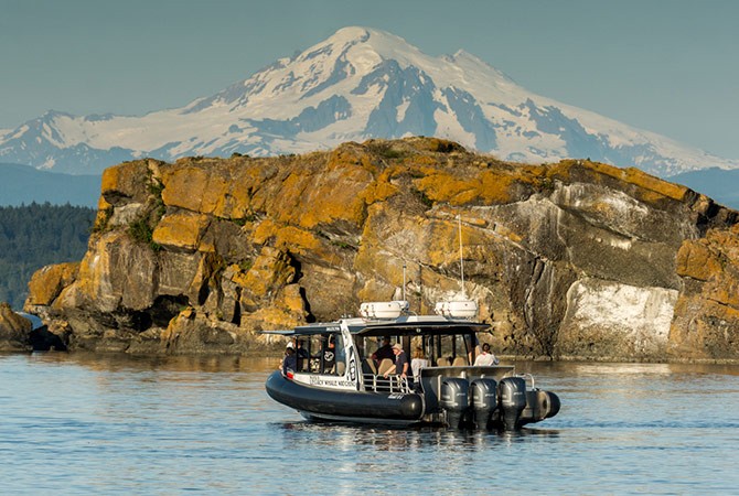 Eagle One Tours  Wildlife, Sightseeing & Whale Watching tours in