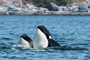 Spyhopping orcas