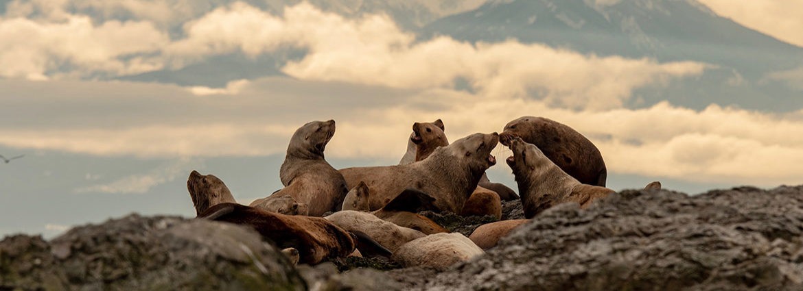 Steller Sea Lions in the San Juan islands basking on a rock