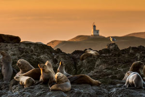 Seals during sunset