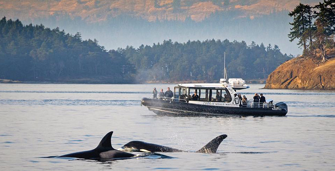 Maya's Legacy Whale Watching Friday Harbor, San Juan Island