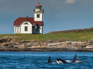 Orcas whales in front of a lighthouse on San Juan Island