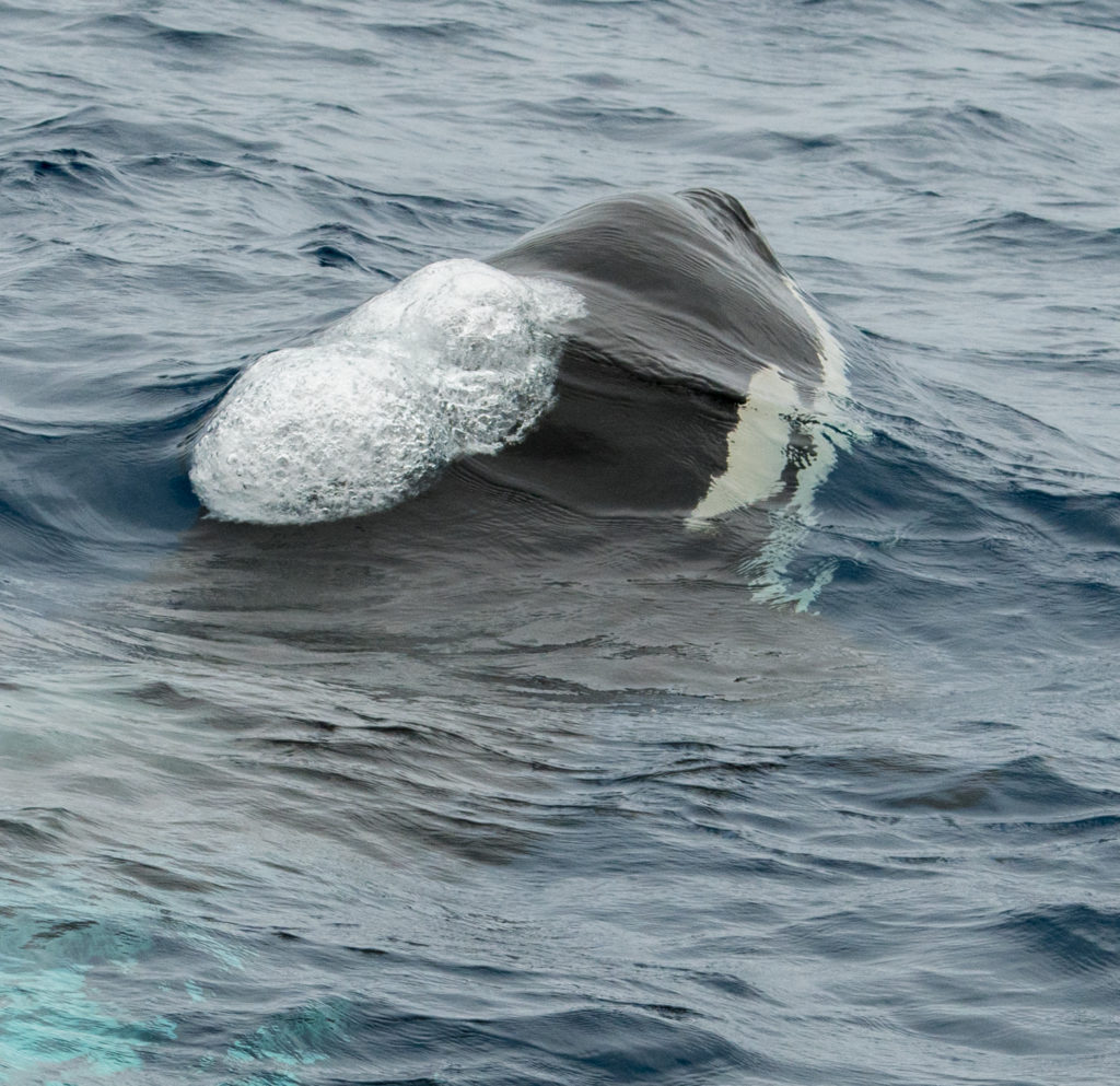 Orca Surfacing