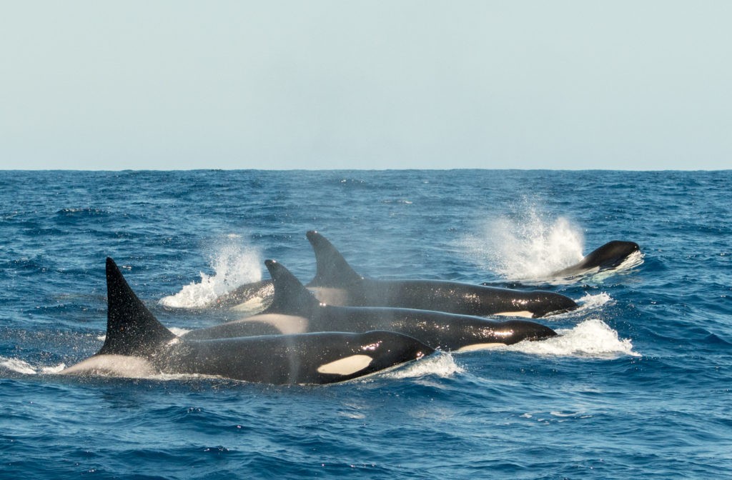 Orcas traveling