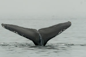 San Juan Islands Half Day Whale Watching Tour
