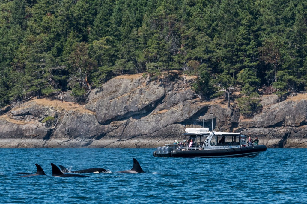 San Juan Islands Half Day Whale Watching Tour