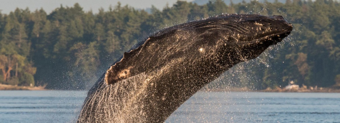 San Juan Islands Ecosystem, Wildlife & Whales Tour