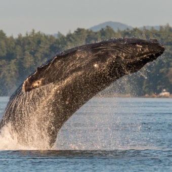 San Juan Islands Ecosystem, Wildlife & Whales Tour